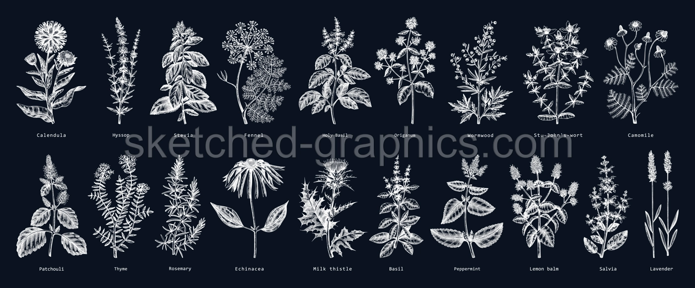 Vintage herbs illustrations on chalkboard. Aromatic plants sketches collection. Botanical design elements. Herbal tea ingredients. Hand drawn medicinal herbs for cosmetics, herbal medicine, perfumery Illustration